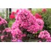 Флокс Phlox Бутоник